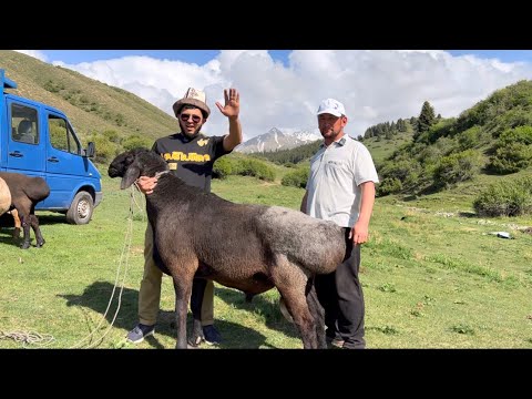 Видео: Ыссык кол область жети огуз район село светлая поляна Максат Черикчиев +996709331173