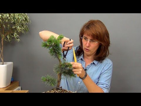 Видео: Бонсай из сосны (ч.5).