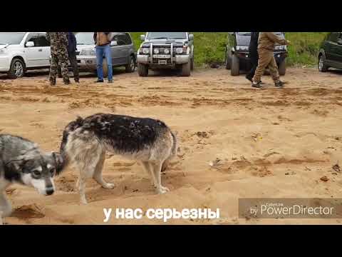 Видео: Уек пошел. Магадан. Пол города в Нагаевской бухте ждут уйка
