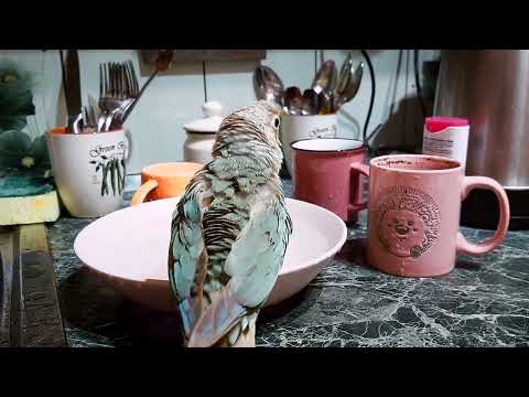 Видео: Попугай купается: сколько уток у этого кренделя было в роду?😆 из жизни попугаев #пиррура #parrot 