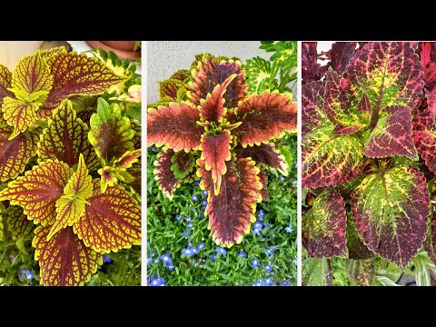 Видео: Первые помидорки. О колеусах, вегетативных и семенных, их отличие.