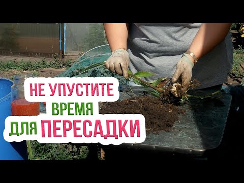 Видео: Деление и пересадка лилий осенью! Как правильно сажать лилии осенью?