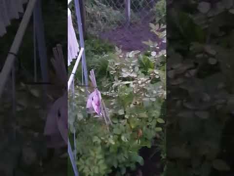 Видео: Вечерний  сад с розами.Август 2022.