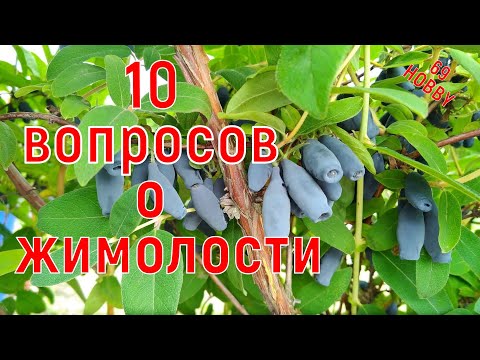 Видео: 10 ВАЖНЫХ вопросов о ЖИМОЛОСТИ! Ответы "почемучкам" !