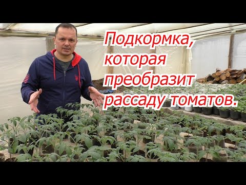 Видео: Подкормите так рассаду томатов и посмотрите на реальный результат!