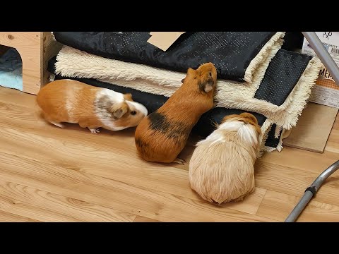 Видео: Свинки хотели забрать мои старые коврики, но не получилось. Потом Белка ругалась, а Бусинка мечтала