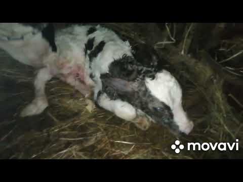 Видео: ЖИВУ В САРАЕ:ТРИ ОТЕЛА ПОДРЯД!РОДИЛИСЬ БЫКИ-БОГАТЫРИ И ЛАПОЧКА-ТЕЛОЧКА!ОПЯТЬ ТЯЖЕЛЫЙ ОТЕЛ У КАЛИНЫ!