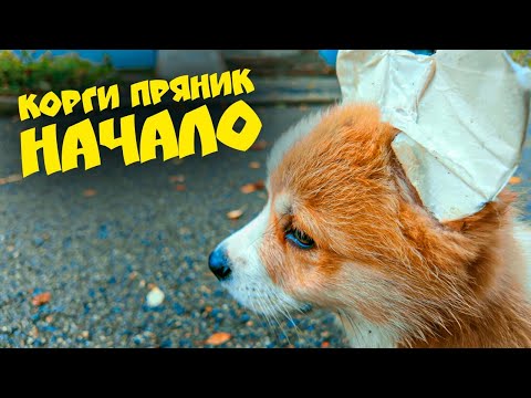 Видео: КОРГИ ПРЯНИК! НАЧАЛО. ПЕРВАЯ ПРОГУЛКА с КОРЖИКОМ!!