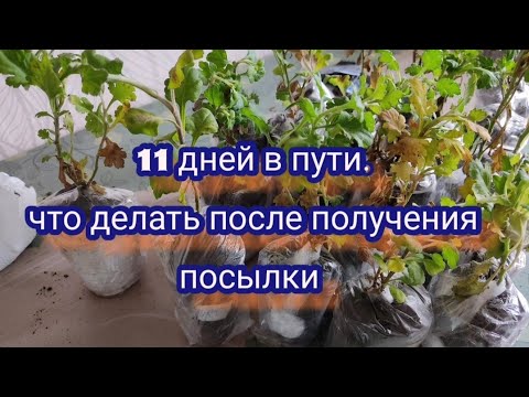 Видео: Что делать с хризантемой после получения черенков