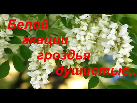 Видео: Белой акации гроздья душистые... Л.Сенчина