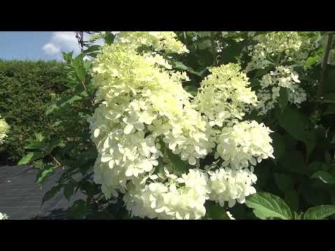 Видео: Обзор гортензий в Садовом центре Веры Глуховой. Уход за гортензиями.