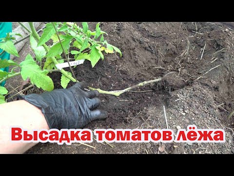 Видео: Метод посадки томатов лёжа