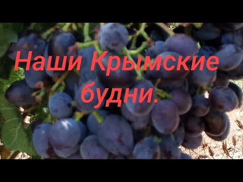 Видео: 20 августа 2025 г.Крымская жизнь! Хорошие новости этих дней.