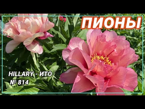 Видео: Полумахровый ИТО-пион Hillary / Сад Ворошиловой