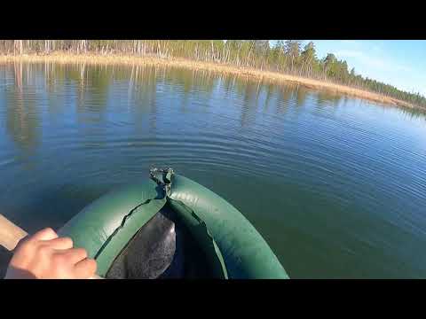 Видео: Охота на турпана в Горном улусе.