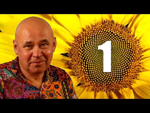 Видео: Загадки филлотаксиса ● 1