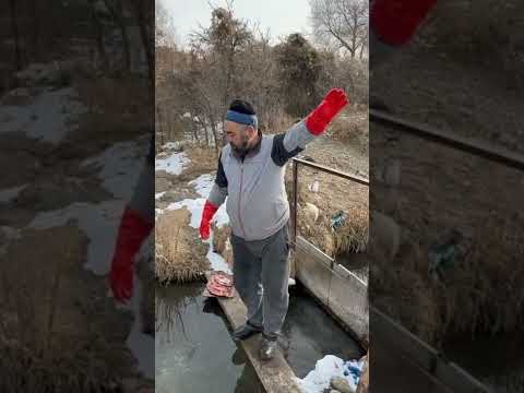 Видео: Ат-Башы, Мирландын балык чарбасы.2022-ж.