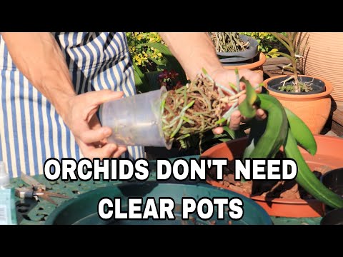 Видео: Прозрачные горшки не обязательны для пересадки орхидеи фаленопсис.