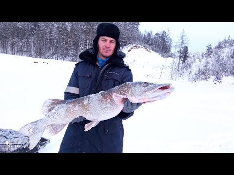 Видео: Крупная щука на жерлицу Ангара.