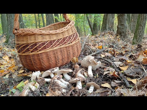Видео: 🍂🧺Рядовка топольова, підберезовики, грузді...гриби в лісі Є👍🏼