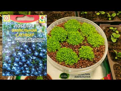 Видео: Развитие рассады петунии, лобелии, табака, бальзамина