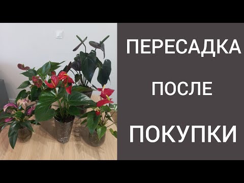 Видео: ПЕРЕСАДКА  нового Антуриума ПОСЛЕ ПОКУПКИ в СТЕКЛО. Антуриум в Закрытой системе.