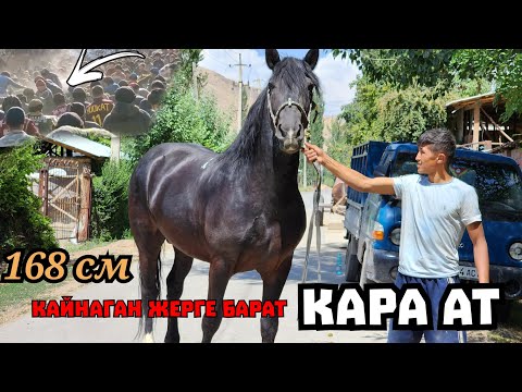 Видео: чоң КАРА АТ кайнаган жерде турат🔥КАРА КУЛЖАДА