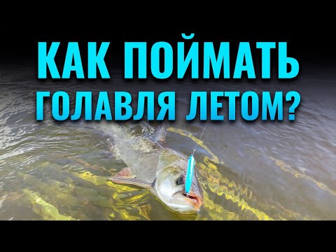 Видео: Как поймать голавля летом? | ЧАСТЬ 1