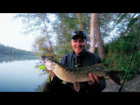 Видео: Рыбалка в Августе. Клюёт ЛУЧШЕ УТРОМ ИЛИ ВЕЧЕРОМ? Ловля щуки на спиннинг