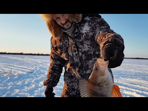 Видео: "Дикая" рыбалка на таёжном озере, среди болот ХМАО-Югры