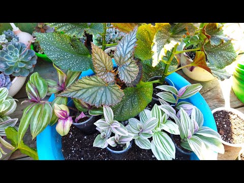 Видео: Комнатные цветы на улице 🌺🌿 Повседневные заботы 🌱