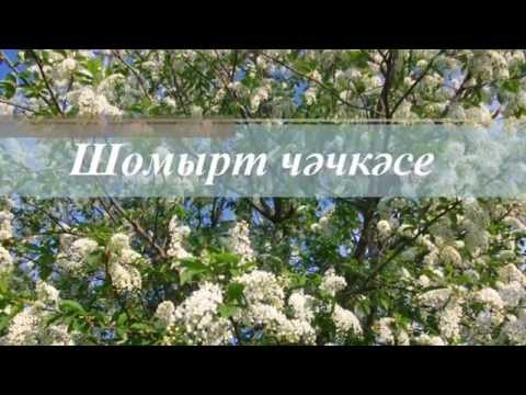 Видео: Шомырт чэчкэcе