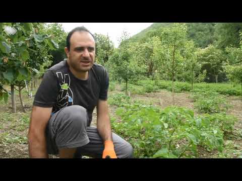 Видео: Кратък пътеводител на дивите ядливи растения - Кулинарни изкушения, скрити сред бурените в градината