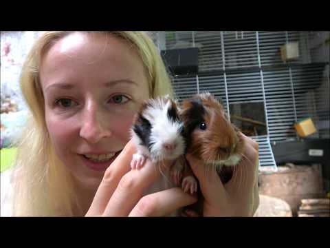 Видео: Сюрприз - у меня ещё один новый кролик. И новорожденные морские свинки.
