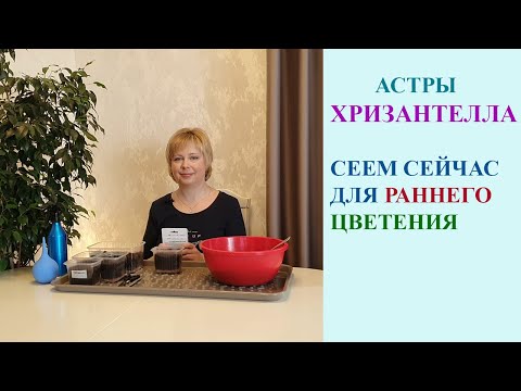 Видео: ПОСЕВ АСТР ХРИЗАНТЕЛЛА. ЦВЕТЕНИЕ В ИЮНЕ ОБЕСПЕЧЕНО.
