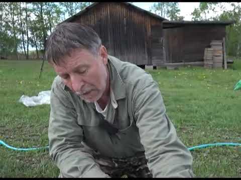 Видео: Зеленый сад фильм № 281"Перцы. Плодовые и кустарники. Розы" от 25.05.19г. Хабаровск (zeleniisad.ru)