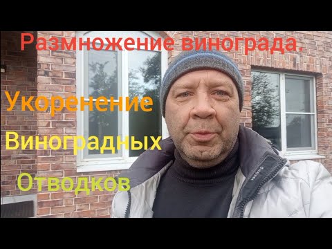 Видео: Размножение винограда отводками. Укоренение лозы.