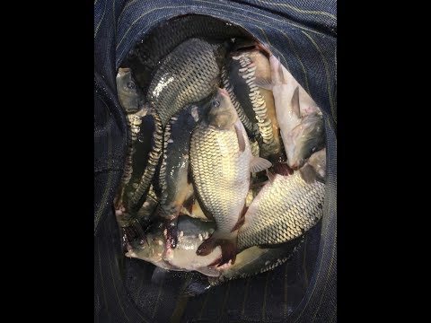 Видео: СУПЕР РЫБАЛКА НА КАРПА!!!!!