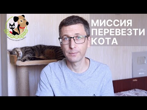 Видео: Как перевезти кошку (кота) с квартиры на квартиру? 7 рекомендаций