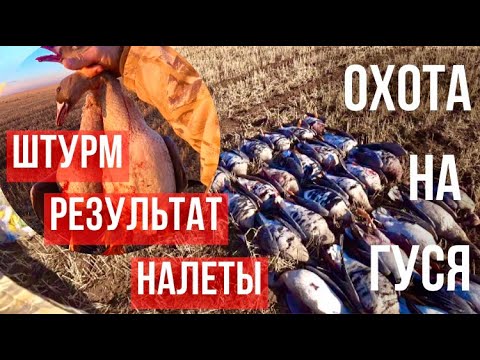 Видео: ТАКОГО У МЕНЯ НЕ БЫЛО ГОДА ДВА-ТРИ!!! ОХОТА НА ГУСЯ, ШИКАРНЫЙ НАЛЕТ!!! 2024!!!