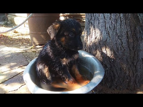 Видео: купили щенка немецкой овчарки переехали на юг и  ни о чем не жалеем, мы счастливы