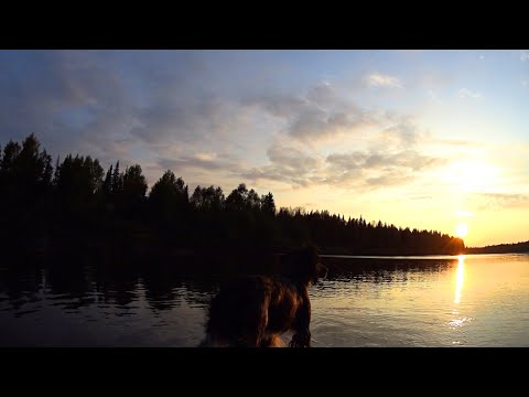 Видео: 10 дней один в глухой тайге. Путь домой. Одиночный поход по реке. Старая лесная изба. Чага. Часть 7