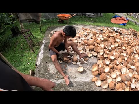 Видео: Превращение кокоса в копру — день 2.
