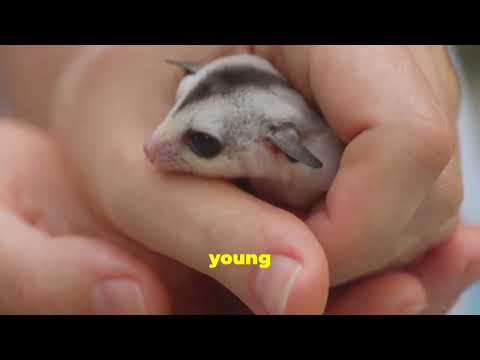 Видео: 10 интересных фактов о сахарных летающих летягах, которые вы не знали