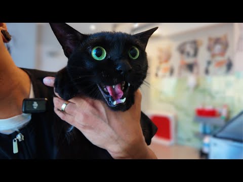 Видео: Этот кот хочет увидеть мяунагера!!! 🙀