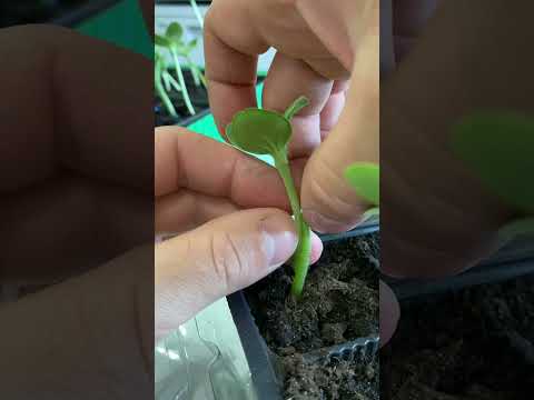 Видео: Прививка язычком. Арбуз на Рут Пауэр. Все очень просто и без пакета