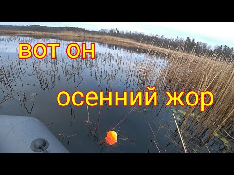 Видео: Ловля щуки на кружки поздней осенью