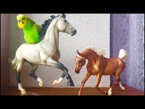 Видео: ЛОШАДИ БРЕЕР/ПОПУГАЙ ВЛЮБИЛСЯ В ЛОШАДЬ БРЕЕР- БРЕЙЕР?Unboxing HORSES BREYER/распаковка БРЕЕРЫ-БРЕЙЕР