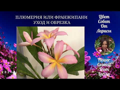 Видео: ПЛЮМЕРИЯ ИЛИ ФРАНЖИПАНИ УХОД И ОБРЕЗКА