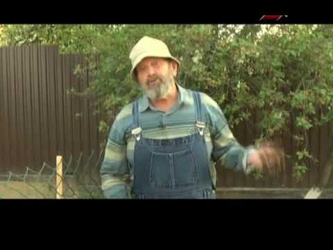 Видео: КАК ВЫСАДИТЬ ПЕРЕРОСШУЮ РАССАДУ ТОМАТОВ в открытый грунт